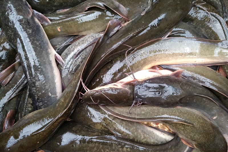 Ikan Lele Segar – Jual Beli Ikan Lele